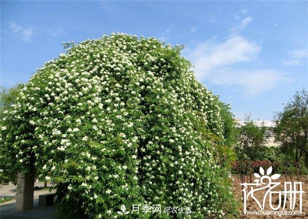爬藤月季什么品種***美？十大爬藤月季排名(圖2)