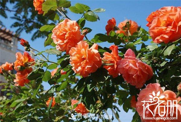 爬藤月季什么品種***美？十大爬藤月季排名(圖4)