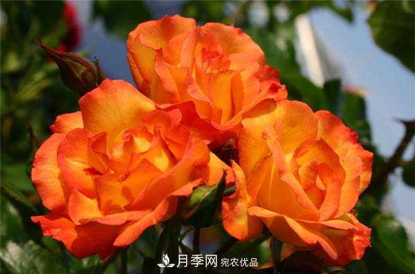 爬藤月季什么品種***美？十大爬藤月季排名(圖5)