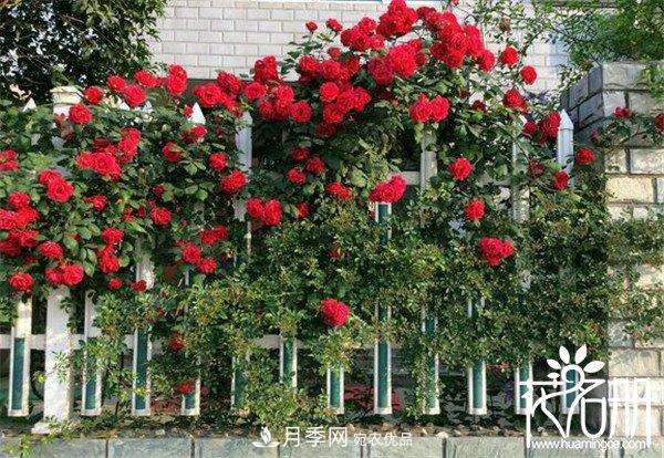 爬藤月季什么品種***美？十大爬藤月季排名(圖6)