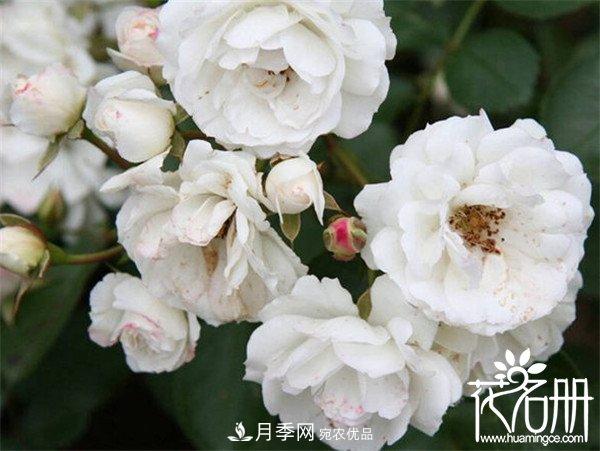 爬藤月季什么品種***美？十大爬藤月季排名(圖7)