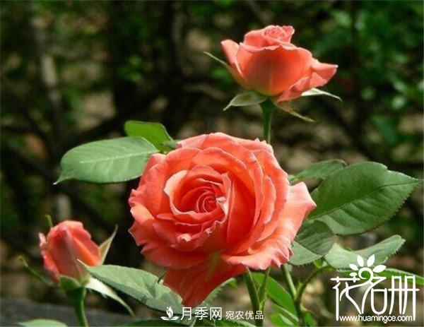 爬藤月季什么品種***美？十大爬藤月季排名(圖8)