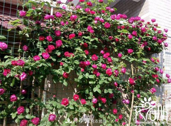爬藤月季什么品種***美？十大爬藤月季排名(圖9)