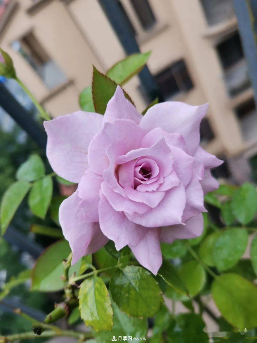 5種藍色網(wǎng)紅月季，你見(jiàn)過(guò)幾種？(圖9)