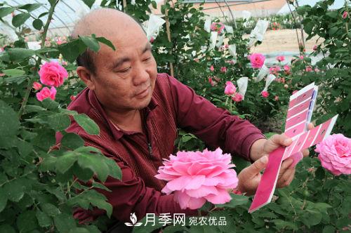 北京月季專(zhuān)家俞紅強： 不僅育月季新品，還要育月季產(chǎn)業(yè)(圖1)