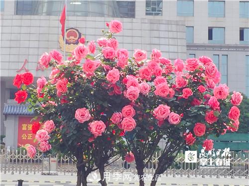 樹(shù)狀月季很養眼，云南昆明上萬(wàn)株高稈月季熱情綻放(圖3)