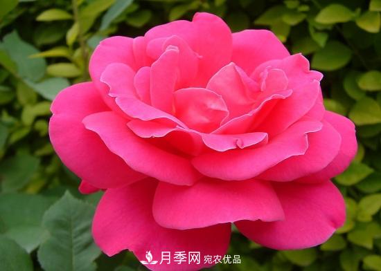 月季開(kāi)花天數為何長(cháng)短不一？月季花期分析(圖1)