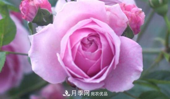 歐月月季有哪些必買(mǎi)的品種？(圖1)
