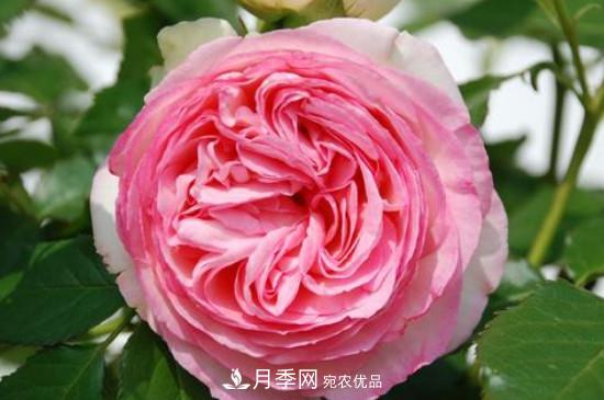 歐月月季有哪些必買(mǎi)的品種？(圖3)