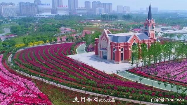 來(lái)山東聊城九州洼月季公園，邂逅璀璨月季花海(圖2)