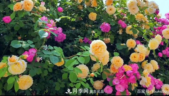 來(lái)山東聊城九州洼月季公園，邂逅璀璨月季花海(圖6)