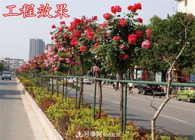 城市綠化就用月季樹(shù)，談月季樹(shù)在城市中的廣泛應用(圖3)