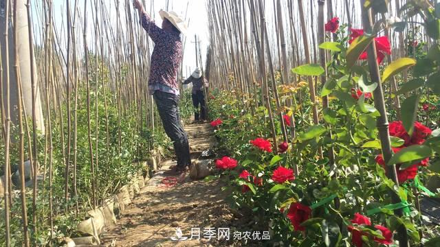 南陽(yáng)市石橋鎮：農民發(fā)家致富 月季功不可沒(méi)(圖1)
