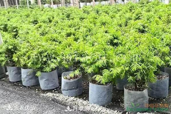 北方園林需求旺盛，分享大規格容器苗木培育技術(shù)以及管理方法(圖5)