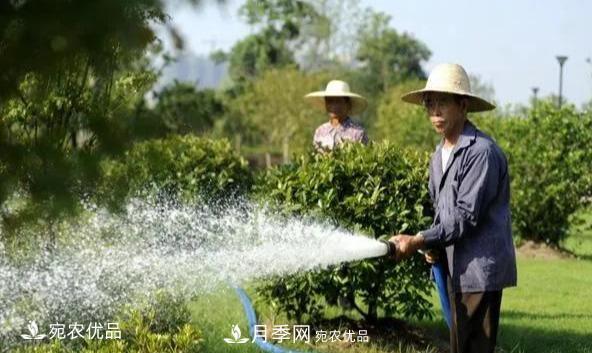 澆水學(xué)三年，南陽(yáng)苗木合作社教你澆水的學(xué)問(wèn)大著(zhù)呢(圖1)