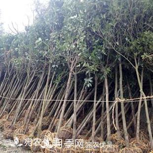 南陽(yáng)精品桂花球，3-5公分桂花苗桂花樹(shù)(圖5)