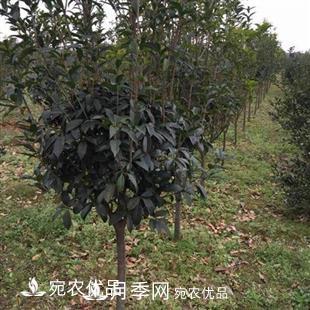 南陽(yáng)精品桂花球，3-5公分桂花苗桂花樹(shù)(圖4)