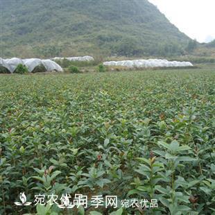 南陽(yáng)精品桂花球，3-5公分桂花苗桂花樹(shù)(圖6)