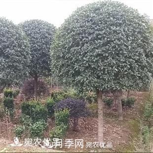 南陽(yáng)精品桂花球，3-5公分桂花苗桂花樹(shù)(圖1)