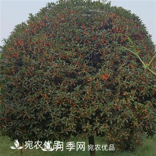 南陽(yáng)精品桂花球，3-5公分桂花苗桂花樹(shù)(圖3)