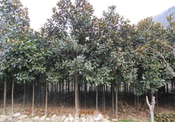 南陽(yáng)哪家基地紅玉蘭紫玉蘭價(jià)格便宜？(圖3)
