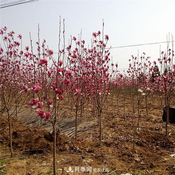 南陽(yáng)哪家基地紅玉蘭紫玉蘭價(jià)格便宜？(圖2)
