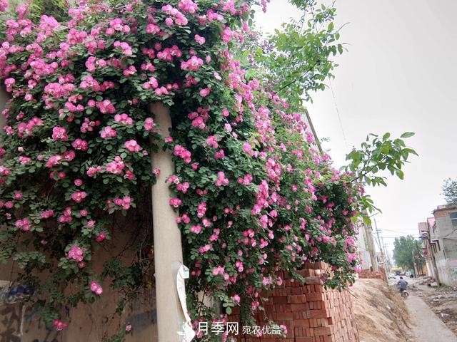 北方種植哪些開(kāi)花的苗木、花卉比較適合？(圖4)