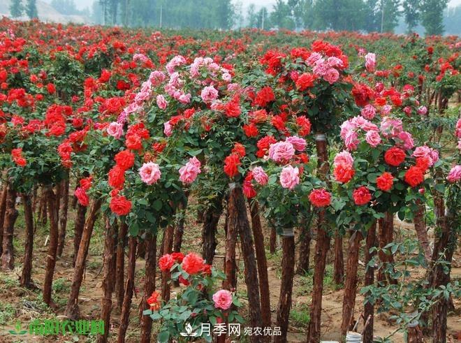 疫情之后2020年的苗木花卉行情將有什么變化？淺談建議(圖3)