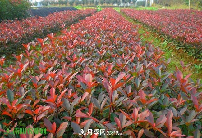 疫情之后2020年的苗木花卉行情將有什么變化？淺談建議(圖2)