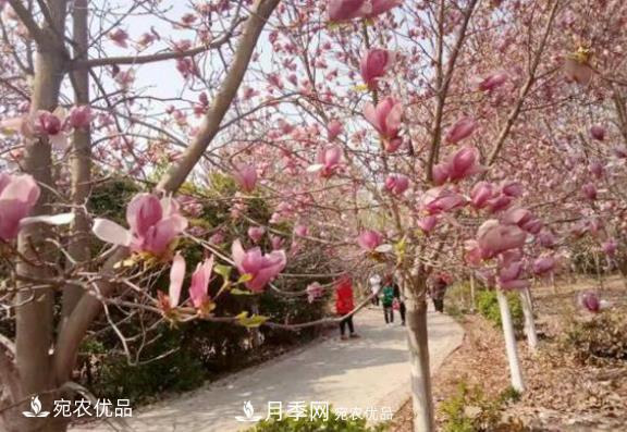 南召縣皇后鄉苗木利用電商走上致富高速路(圖1)