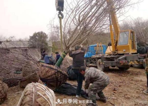 南召縣皇后鄉苗木利用電商走上致富高速路(圖2)