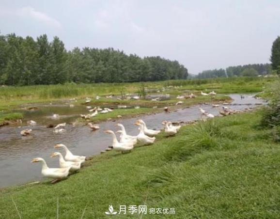 南召縣皇后鄉苗木利用電商走上致富高速路(圖3)