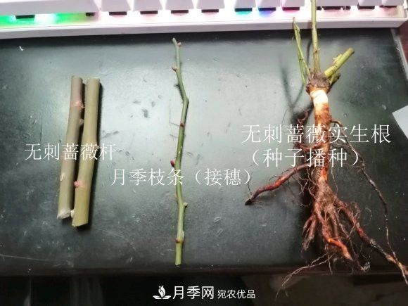 樹(shù)狀月季嫁接詳細教程，輕松養出月季樹(shù)！(圖3)