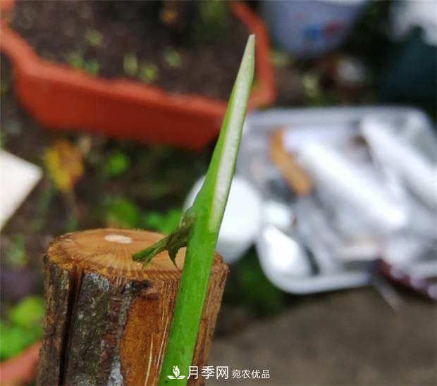 樹(shù)狀月季嫁接詳細教程，輕松養出月季樹(shù)！(圖6)