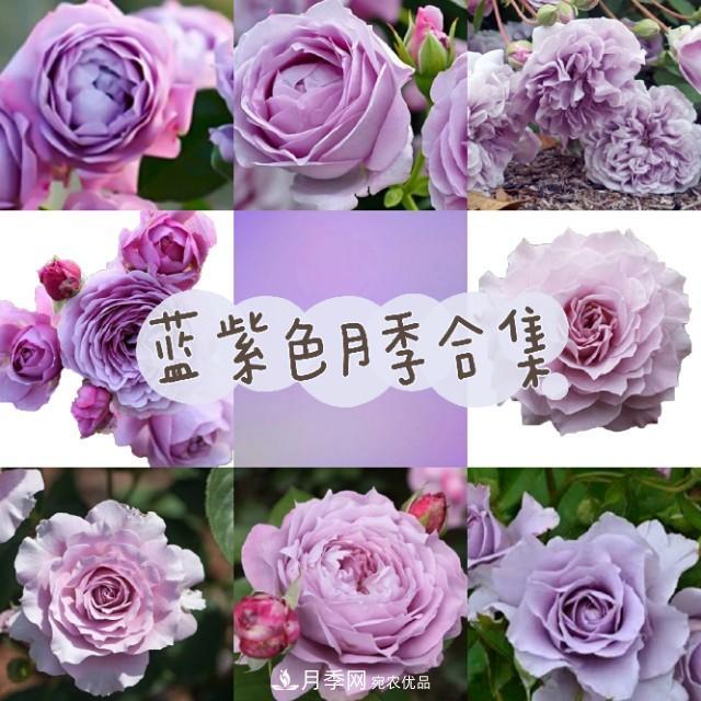 熱門(mén)的藍紫色月季品種盤(pán)點(diǎn)，你喜歡哪一款呢？(圖1)