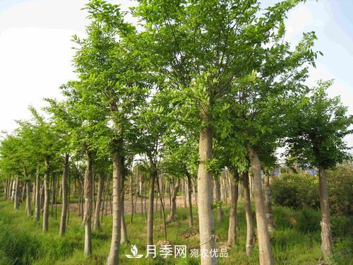 恢復移栽苗木長(cháng)勢，技術(shù)措施看這里(圖1)
