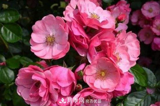 耐熱月季，廣東適合種什么月季？(圖3)