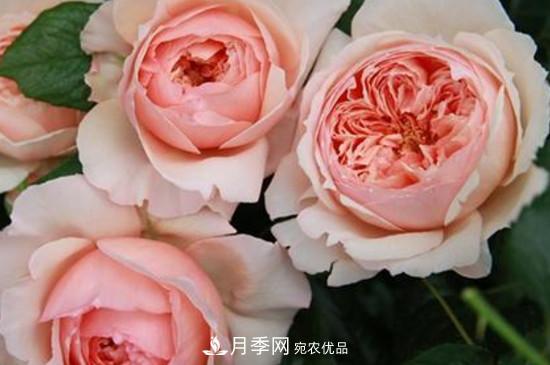 耐熱月季，廣東適合種什么月季？(圖2)