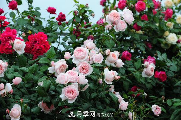 耐熱月季，廣東適合種什么月季？(圖1)