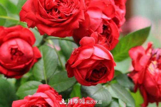 耐熱月季，廣東適合種什么月季？(圖4)