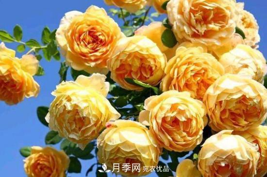 黃月季有哪些品種？(圖4)