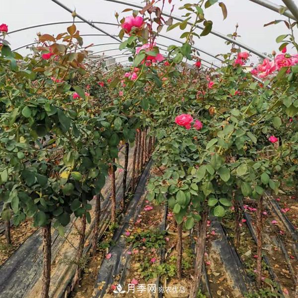3-5分工程月季樹(shù)批發(fā)就來(lái)這樣的月季基地，量大品優(yōu)(圖1)
