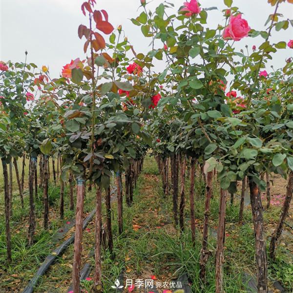 3-5分工程月季樹(shù)批發(fā)就來(lái)這樣的月季基地，量大品優(yōu)(圖2)
