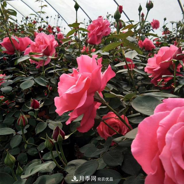 南陽(yáng)樹(shù)狀月季批發(fā)基地，規模大，品質(zhì)好，成活率高(圖2)