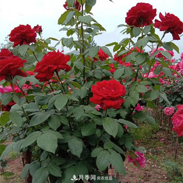 南陽(yáng)樹(shù)狀月季批發(fā)基地，規模大，品質(zhì)好，成活率高(圖3)