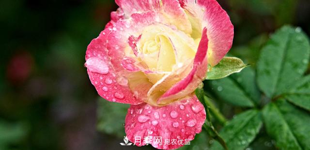 月季花的藥材傳說(shuō)(圖1)