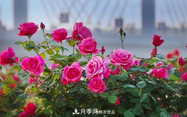 中國南陽(yáng)特產(chǎn)：石橋月季(圖1)