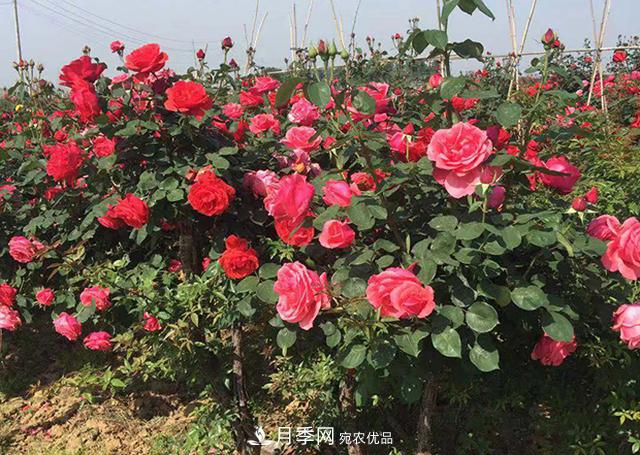 中國南陽(yáng)特產(chǎn)：石橋月季(圖3)