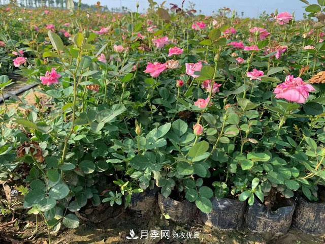 中國南陽(yáng)特產(chǎn)：石橋月季(圖4)