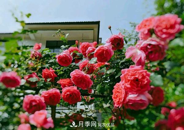 藤本月季和樹(shù)狀月季知識介紹(圖1)